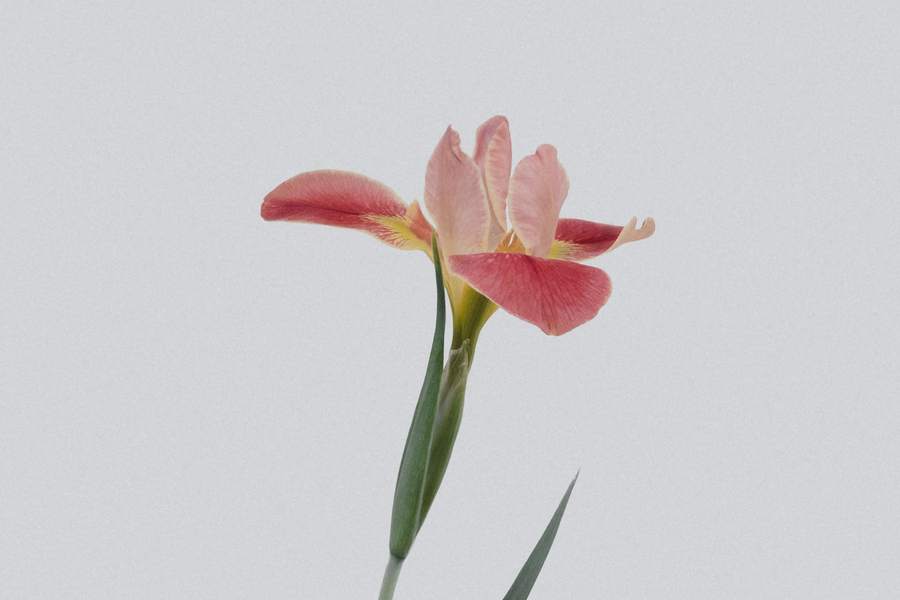 Baaskbrome — vlajková rostlina